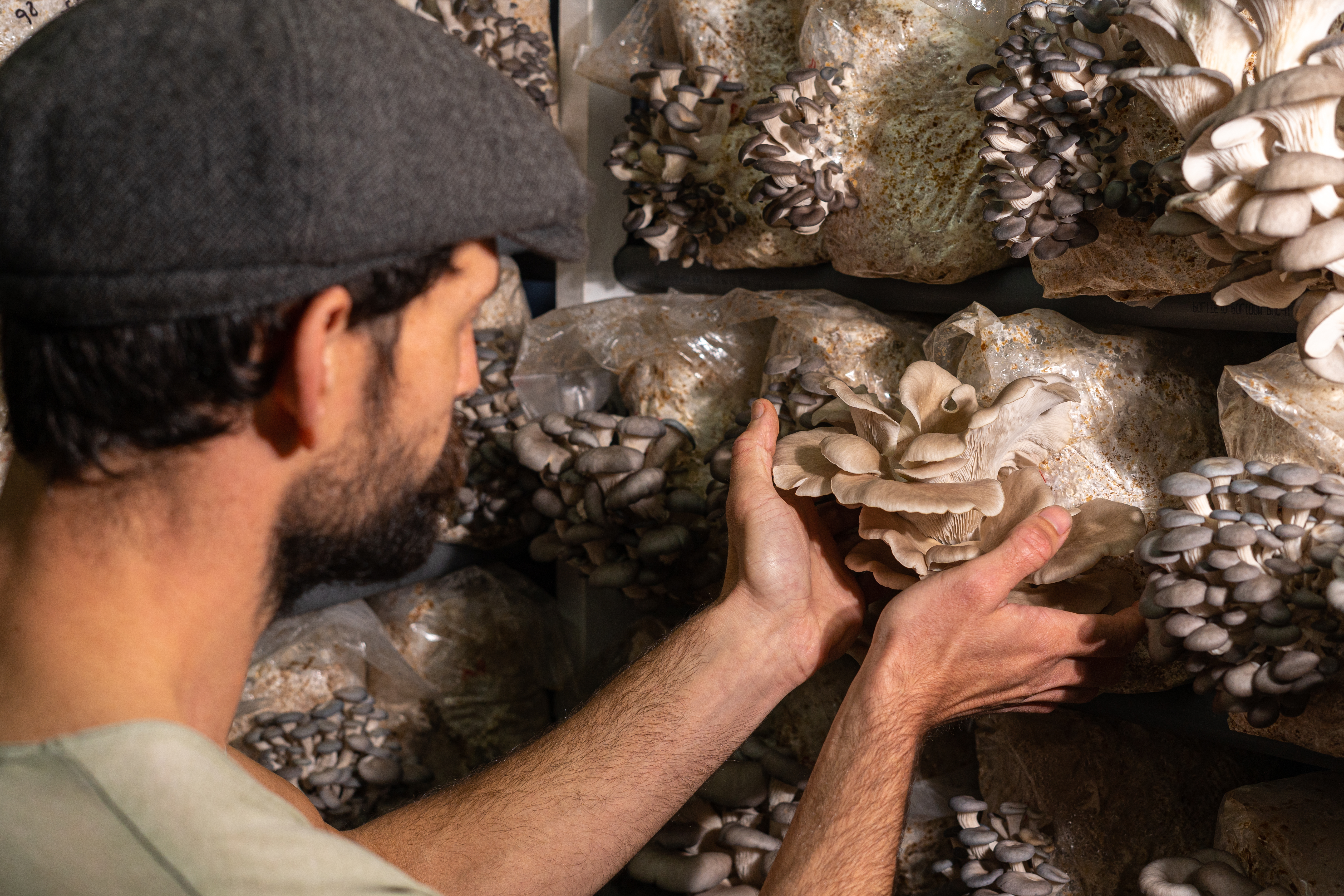 Rear view of the farmer harvesting oyster mushrooms in mushroom greenhouse.