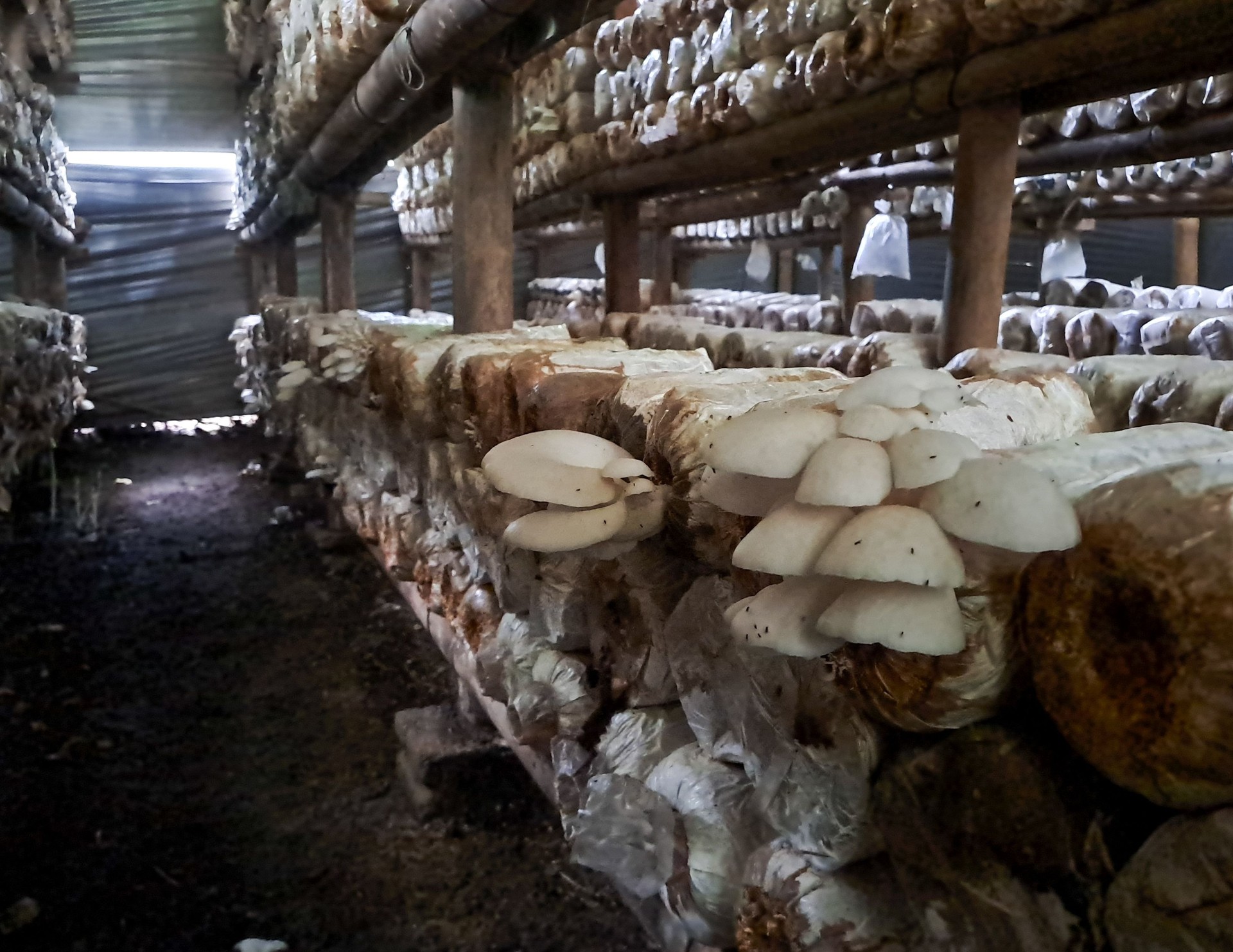 Oyster mushrooms or Pleurotus ostreatus growing in sawdust. Cultivation of fungi